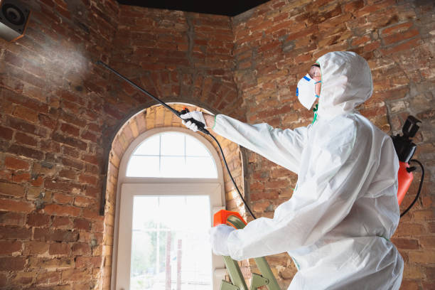 Best Basement Mold Removal  in Brookhaven, MS